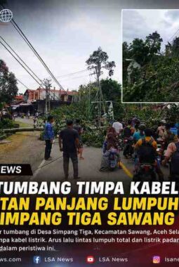 BREAKING NEWS: Pohon Tumbang Picu Kemacetan Panjang di Simpang Tiga Sawang