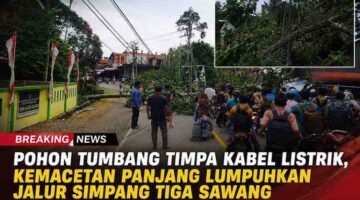 BREAKING NEWS: Pohon Tumbang Picu Kemacetan Panjang di Simpang Tiga Sawang